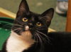 Mittens the Tuxedo Hemingway