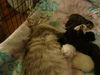 Scamp the Belly Rub Kitten