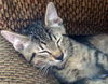 Scamp the Belly Rub Kitten
