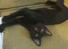 Raven the Sweet & Cuddly Kitten