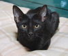 Raven the Sweet & Cuddly Kitten