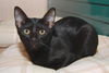 Raven the Sweet & Cuddly Kitten