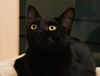Raven the Sweet & Cuddly Kitten
