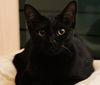 Raven the Sweet & Cuddly Kitten