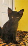 Jet the Hemmingway Kitten