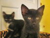 Jet the Hemmingway Kitten