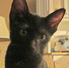 Jet the Hemmingway Kitten