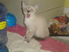 Jullian the Hemmingway Siamese Kitten