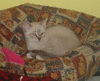 Jullian the Hemmingway Siamese Kitten