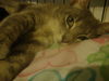 Grace the Mellow Cat