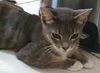Grace the Mellow Cat