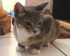 Grace the Mellow Cat