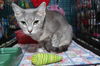 Grace the Mellow Cat