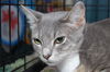 Grace the Mellow Cat