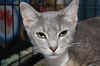 Grace the Mellow Cat