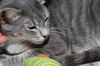 Grace the Mellow Cat