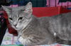 Grace the Mellow Cat