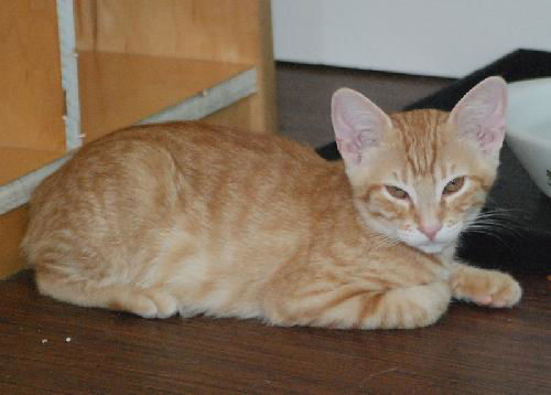Ginger the Playful Kitten