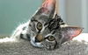 Jellybelly