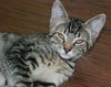 Raisen the Kitten