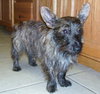 Royal the Cairn