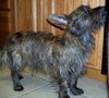 Royal the Cairn