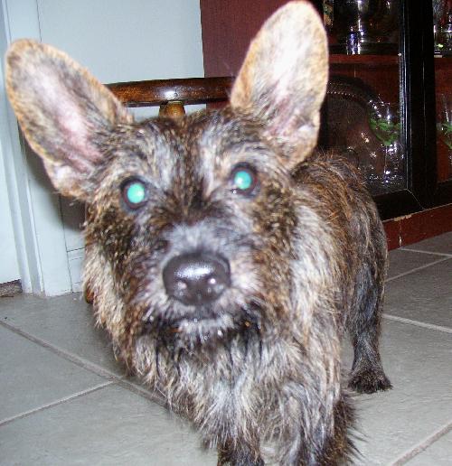 Royal the Cairn