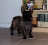Royal the Cairn