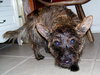 Royal the Cairn