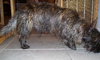 Royal the Cairn