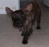 Royal the Cairn