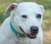 Fozzie the Bull Terrier