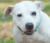 Fozzie the Bull Terrier
