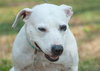 Fozzie the Bull Terrier