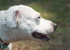 Fozzie the Bull Terrier
