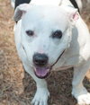Fozzie the Bull Terrier