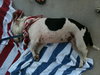 Fozzie the Bull Terrier