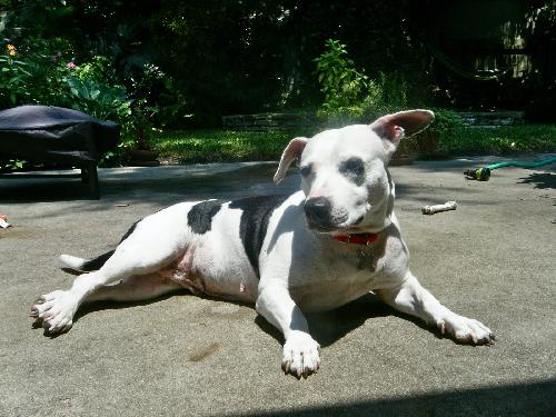 Fozzie the Bull Terrier