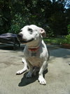 Fozzie the Bull Terrier