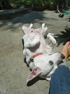 Fozzie the Bull Terrier