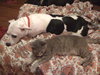Fozzie the Bull Terrier