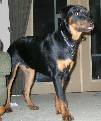 Gunner