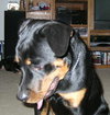 Gunner