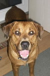 Nico the Loving Rottie/ Shepard Mix