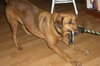 Nico the Loving Rottie/ Shepard Mix