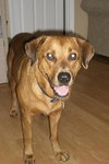 Nico the Loving Rottie/ Shepard Mix