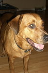 Nico the Loving Rottie/ Shepard Mix