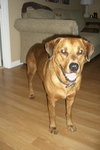 Nico the Loving Rottie/ Shepard Mix