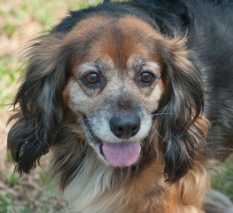 Paddy the Senior Cocker