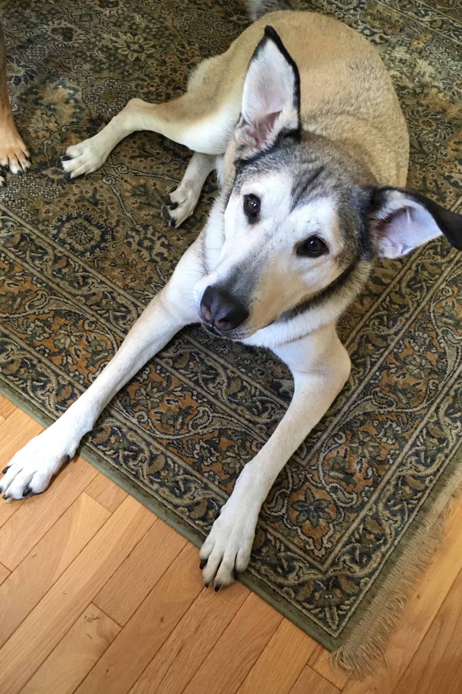 Sydney the Shepherd/ Husky Mix's Web Page